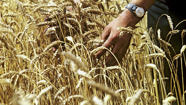 В Минэкономразвития прокомментировали ограничения поставок зерна в Турцию