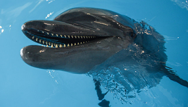 В Грозном построят крупнейший на юге России дельфинарий