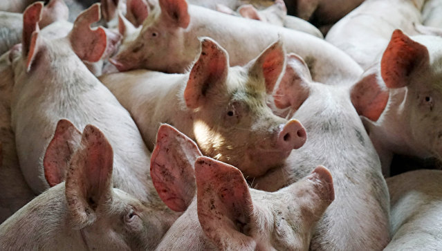 "Русагро" планирует поставлять животноводческую продукцию из ДФО в Китай